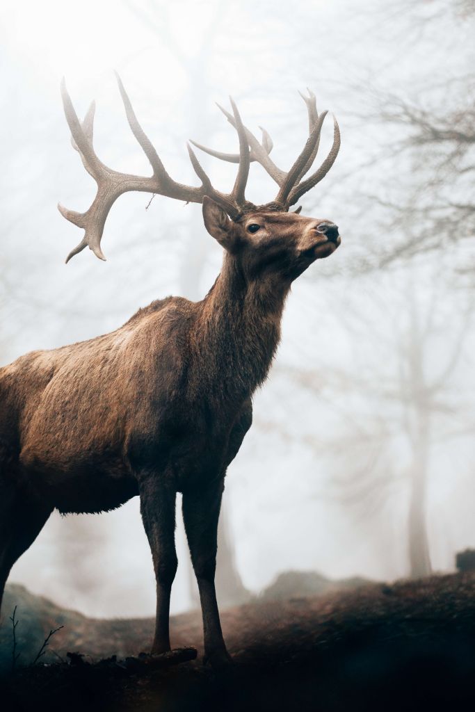 Rendier in de mist