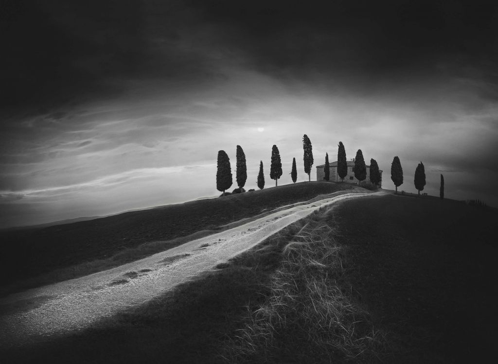Trees on a hill
