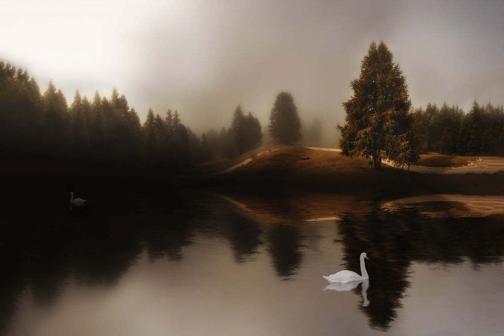 Swan Lake