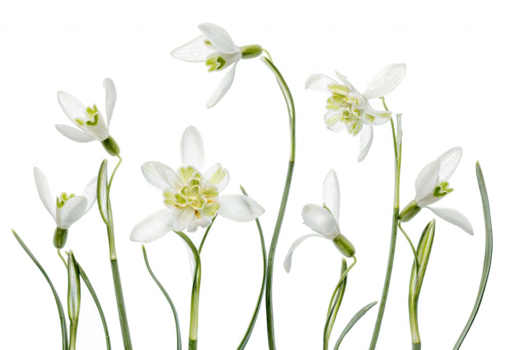 Spring Snowdrops