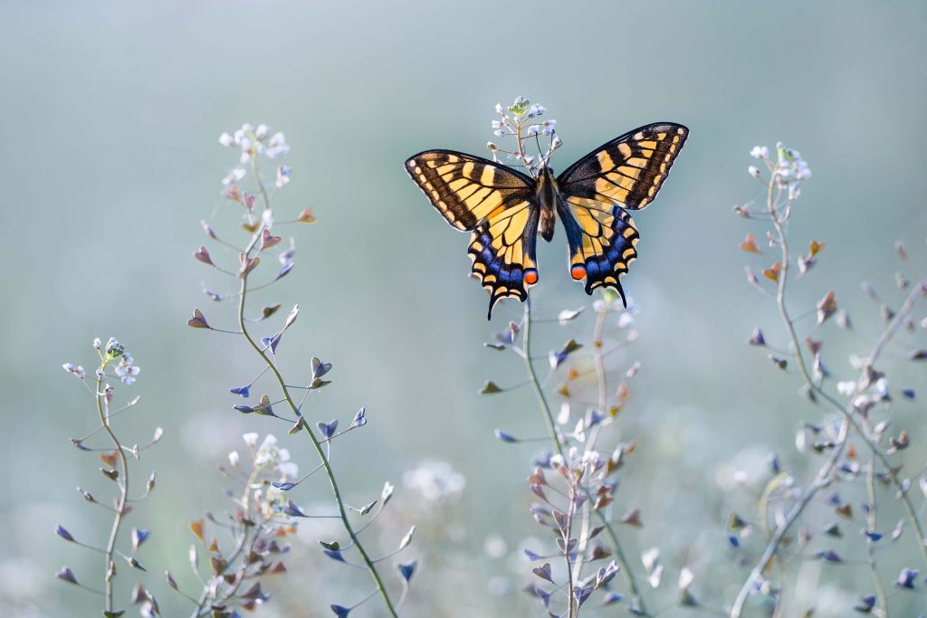 Swallowtail beauty