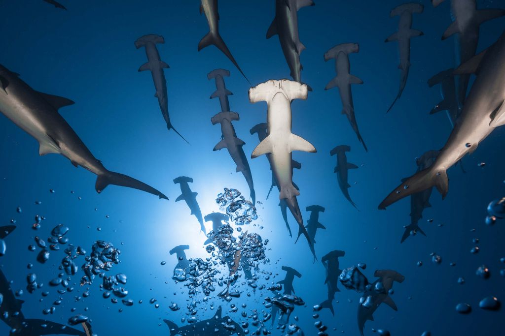 Hammerhead Shark