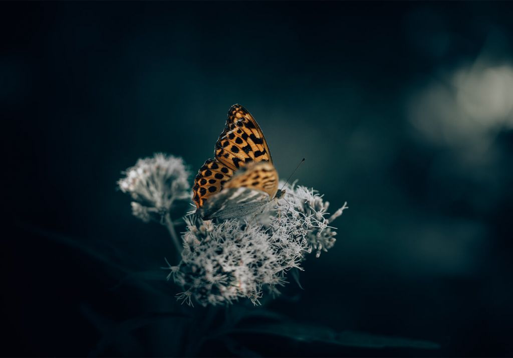 Pattern of Nature