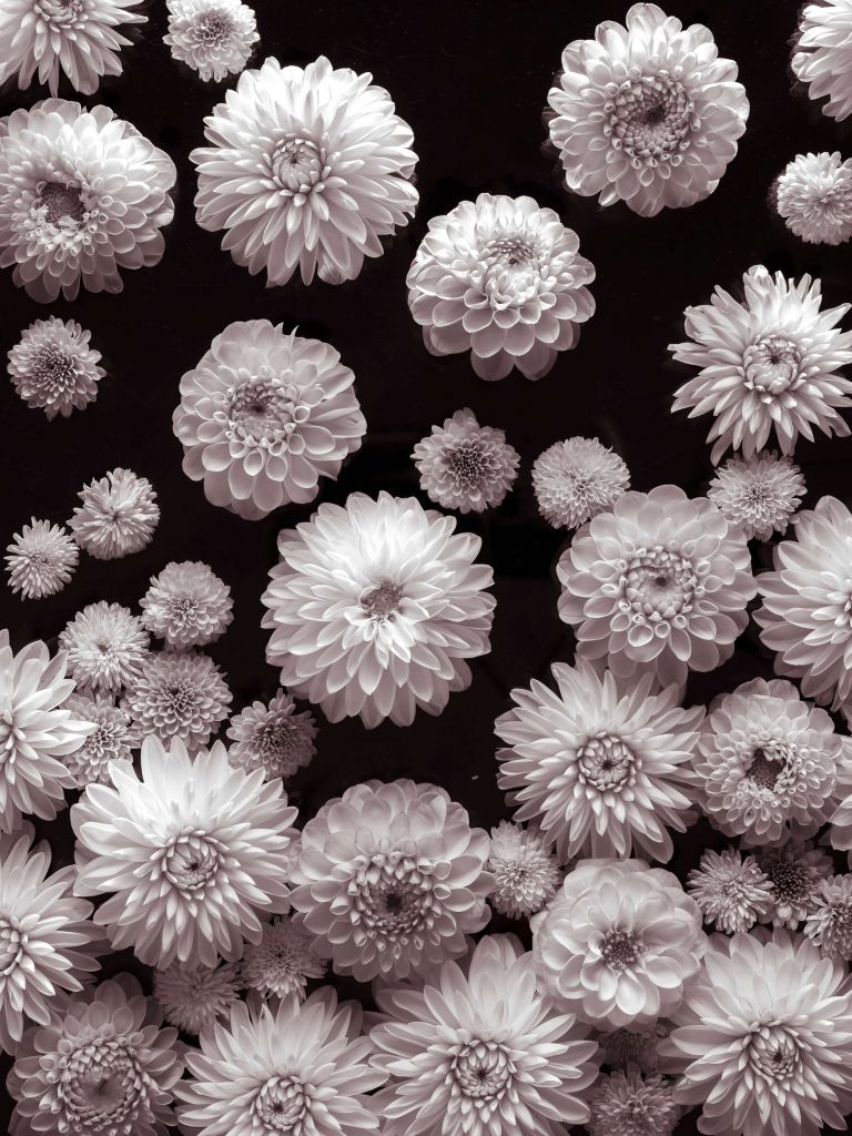 Dahlia Bloemen
