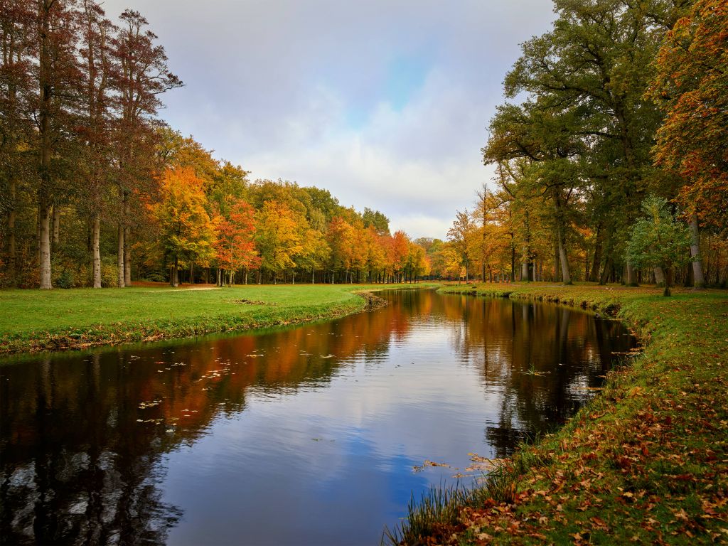 Bos in de herfst