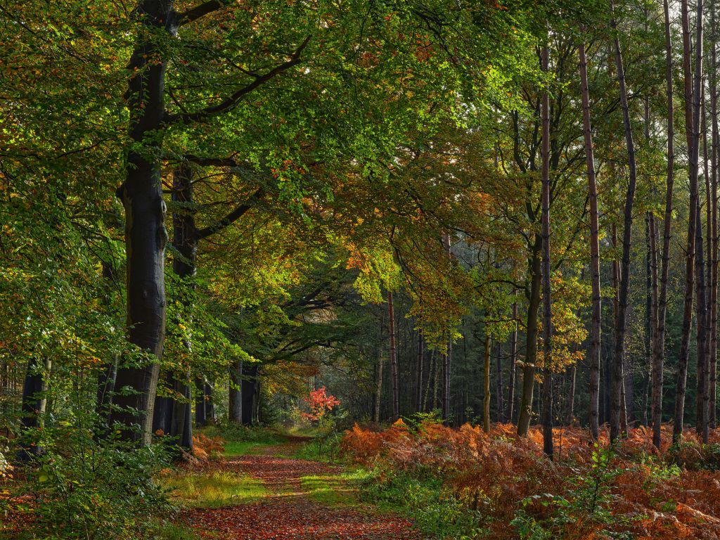 Pad met blaadjes door het bos