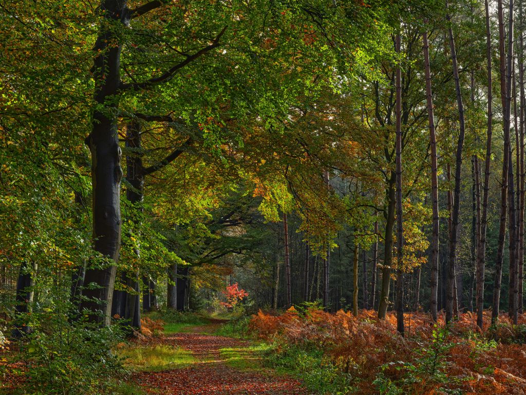 Pad met blaadjes door het bos