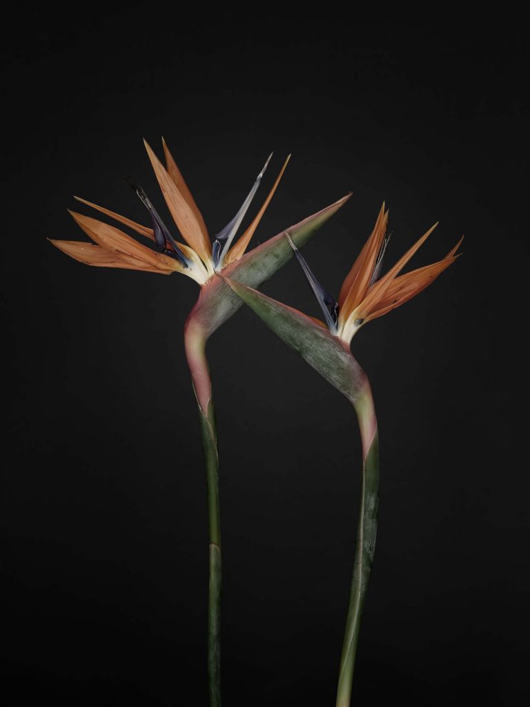 Paradijsvogel bloemen vintage