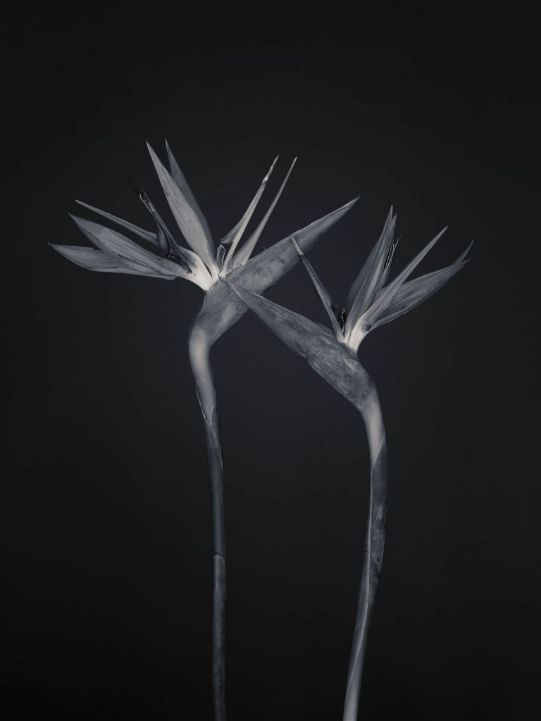 Paradijsvogel bloemen zwart-wit
