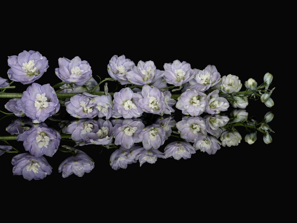 Weerspiegeling paarse bloemen