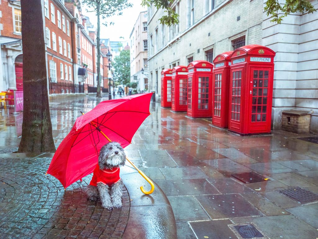 Hond met paraplu