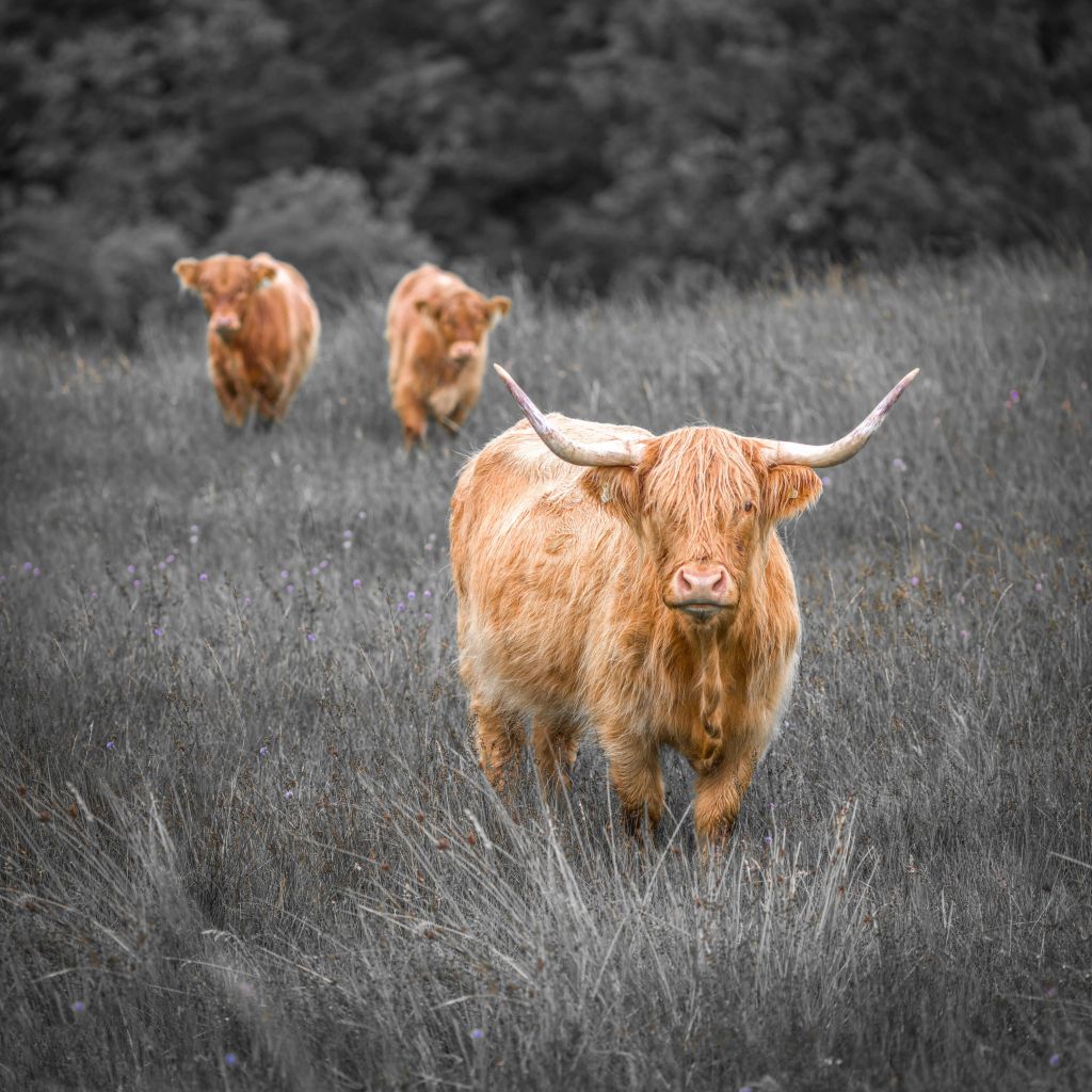 Hooglanders bij het bos