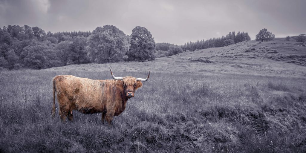 Stilstaande hooglander
