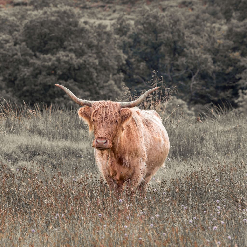 Schotse hooglander in een veld