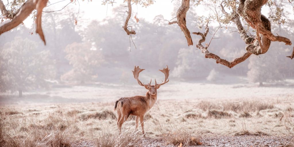 Hert in een veld