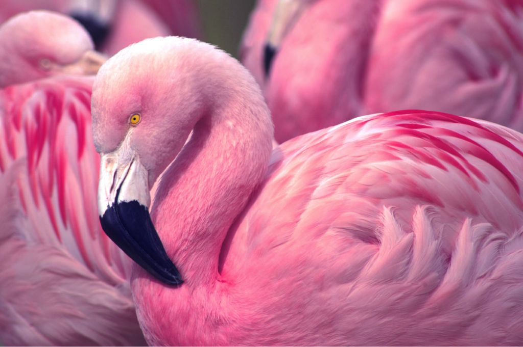 Close-up Flamingo