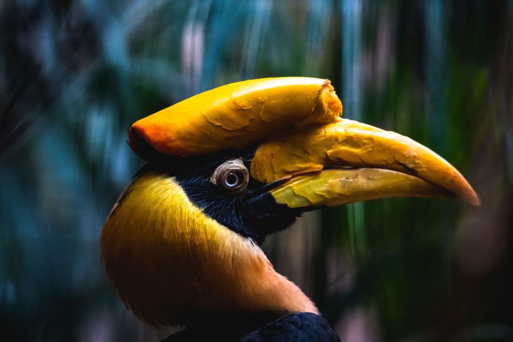 Dubbelhoornige Neushoornvogel