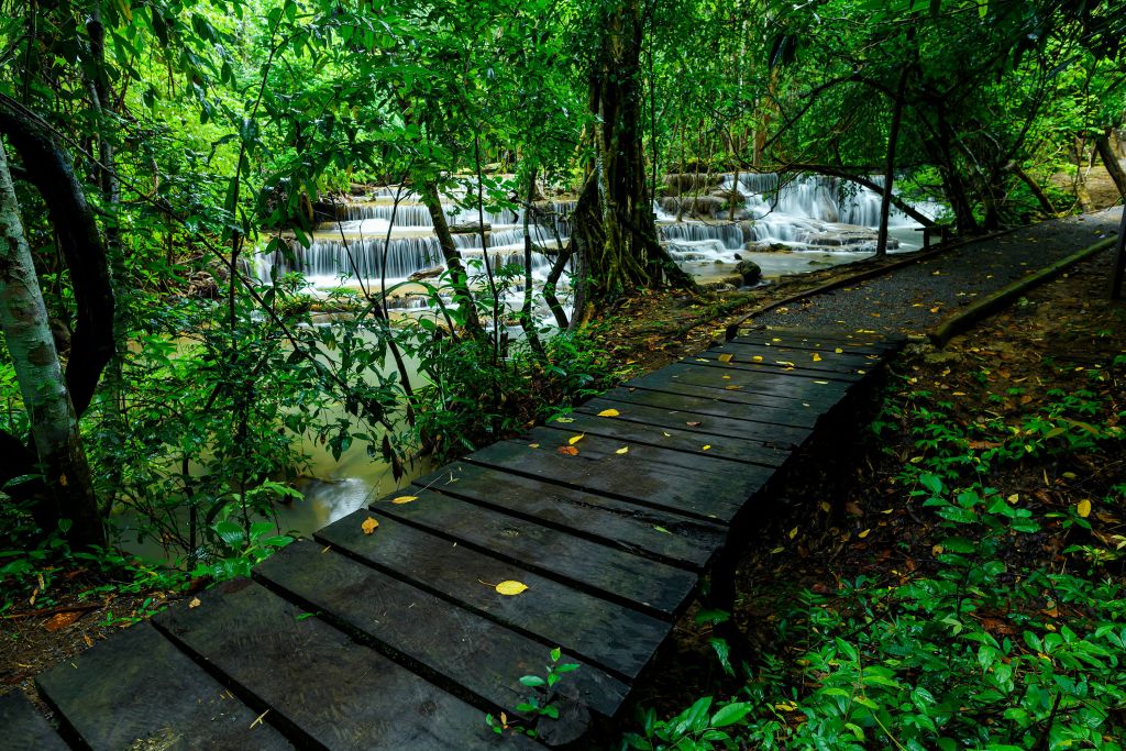 Loopbrug in een jungle