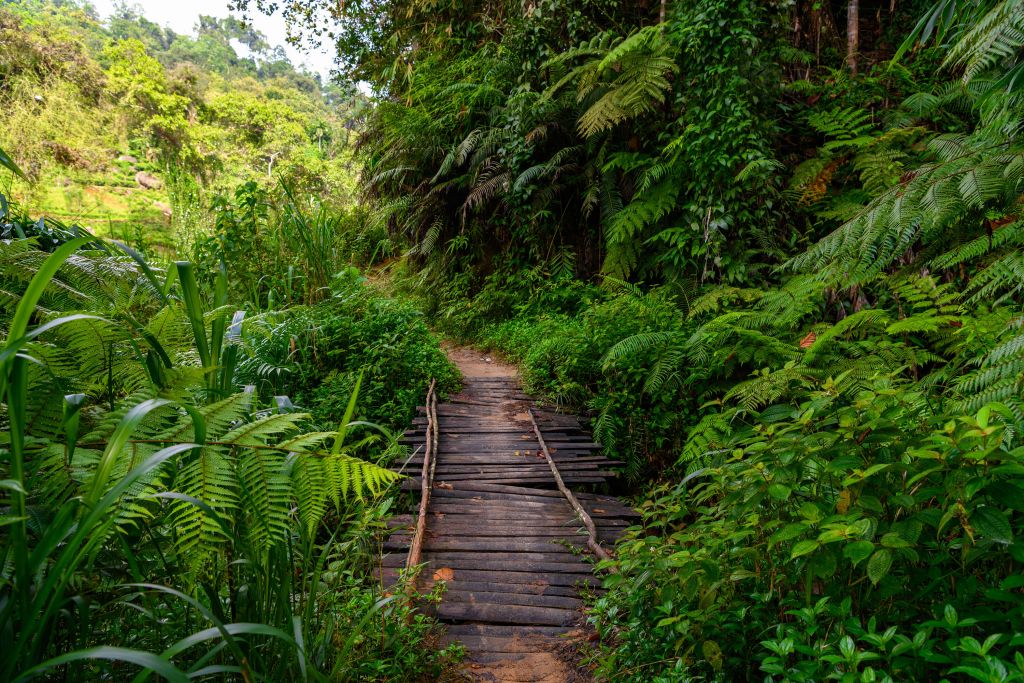 Houten jungle brug