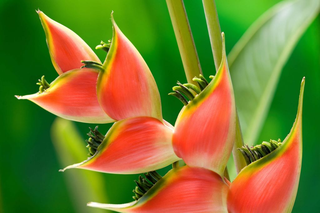 Rode heliconia bloem