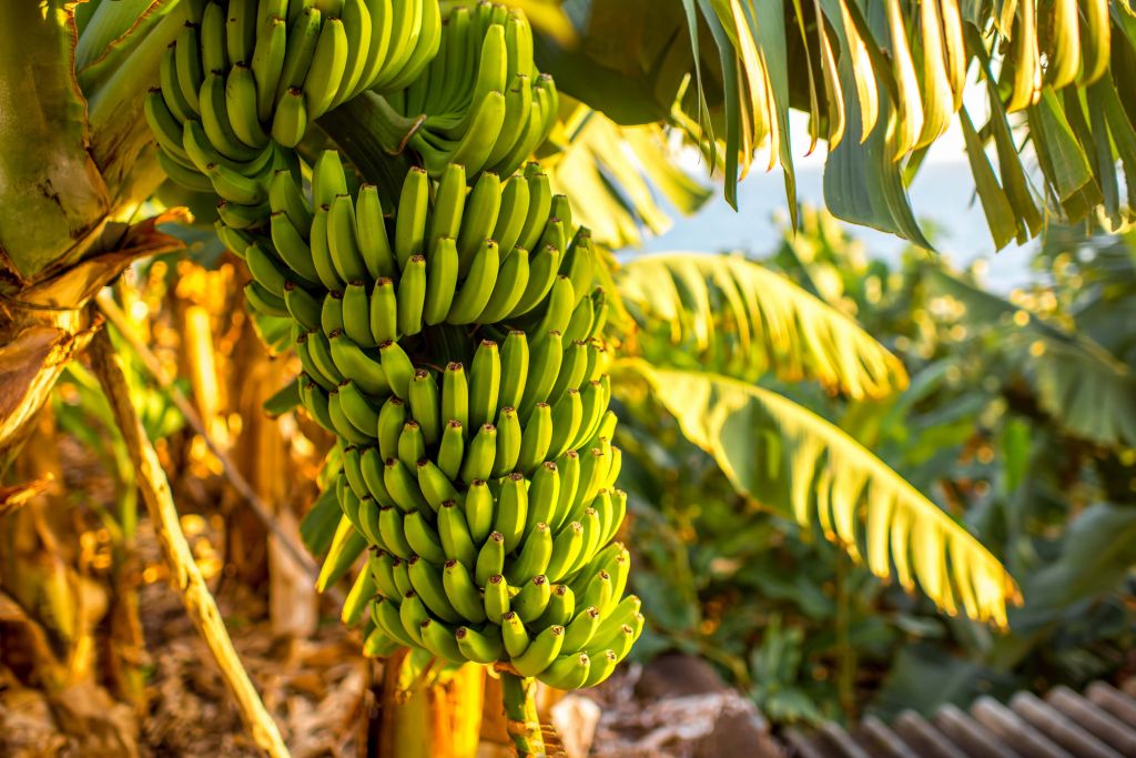 Bananenboom