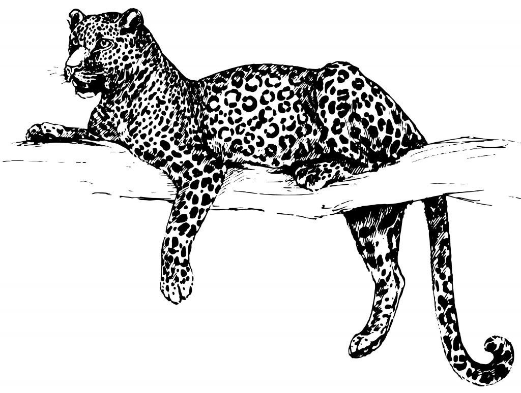 Getekende luipaard