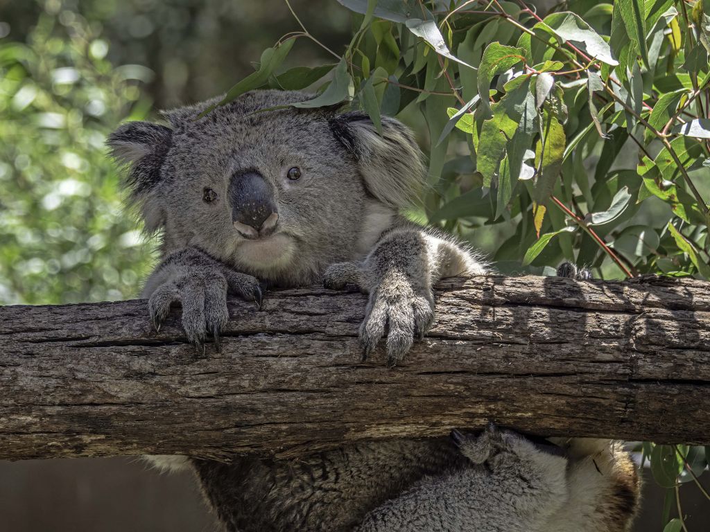 Schattige koala