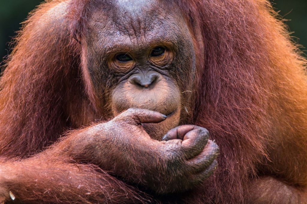 Borang Orang-oetan