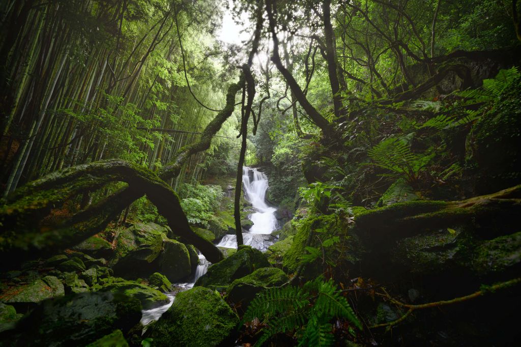 Waterval omgeven door bomen