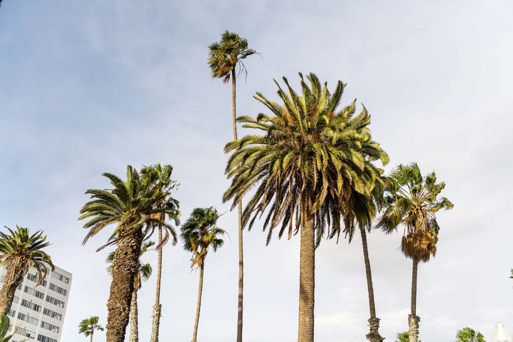 Palmbomen in LA