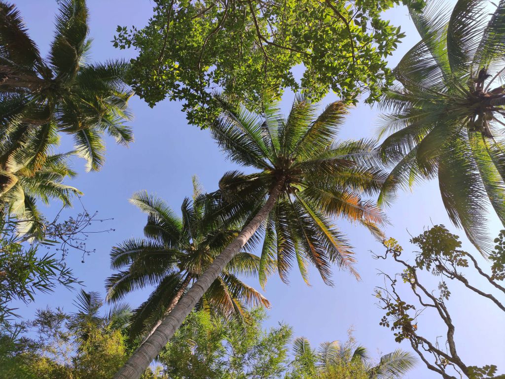 Palmbomen van onderaanzicht