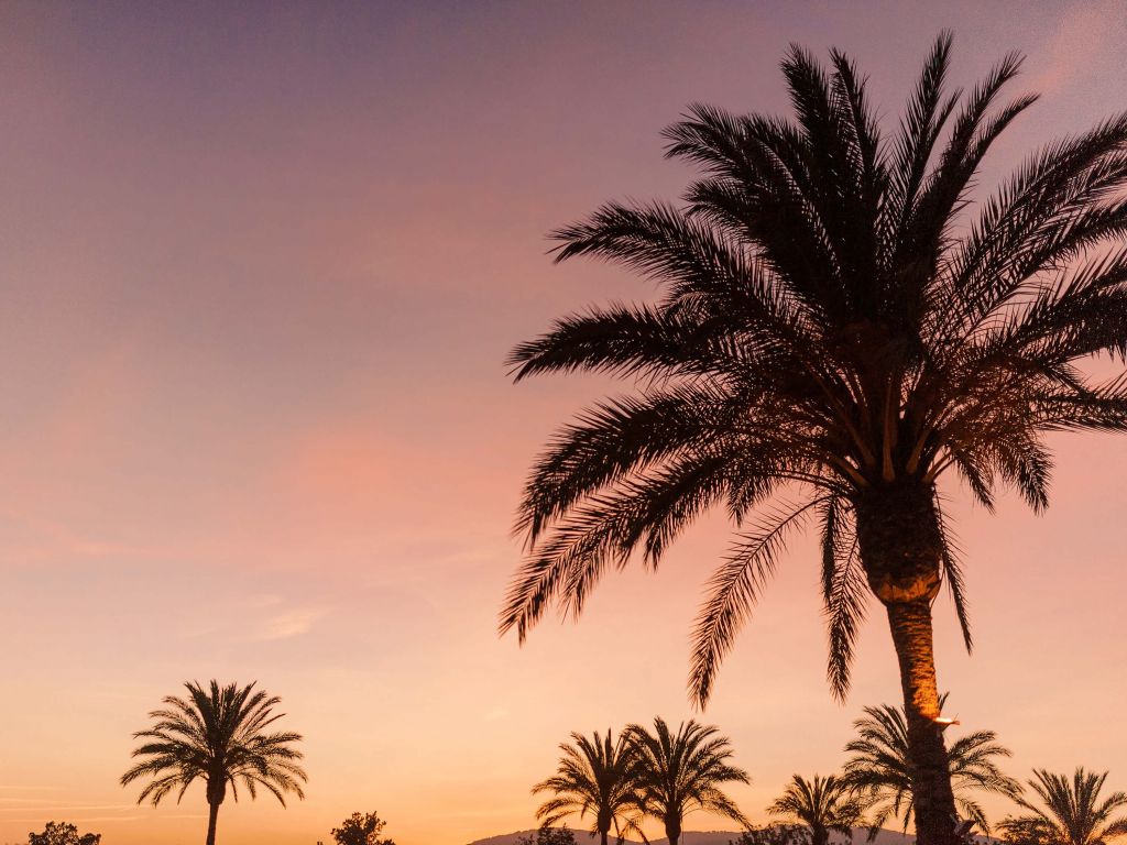 Palmbomen in roze lucht