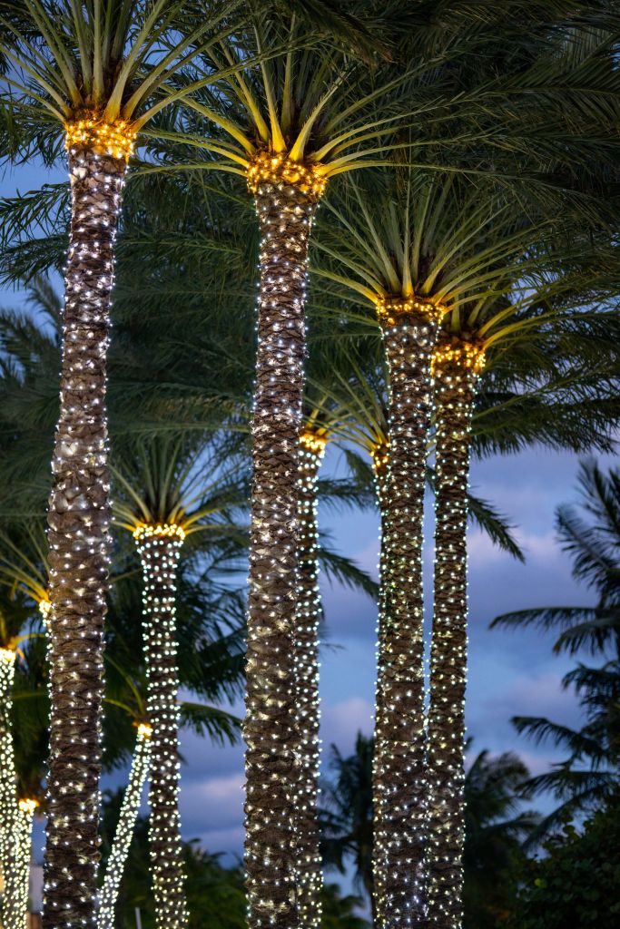 Verlichte palmbomen