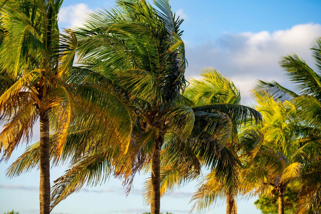 Palmbomen in Miami