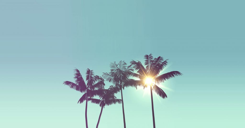 Palmbomen tegen zonlicht
