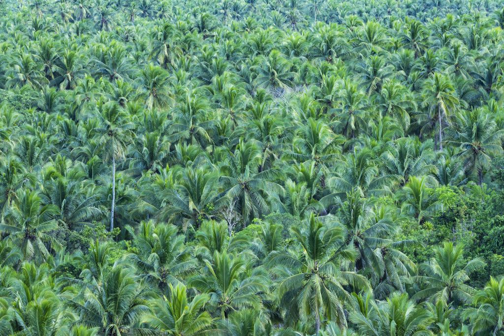 Luchtfoto van palmboombos