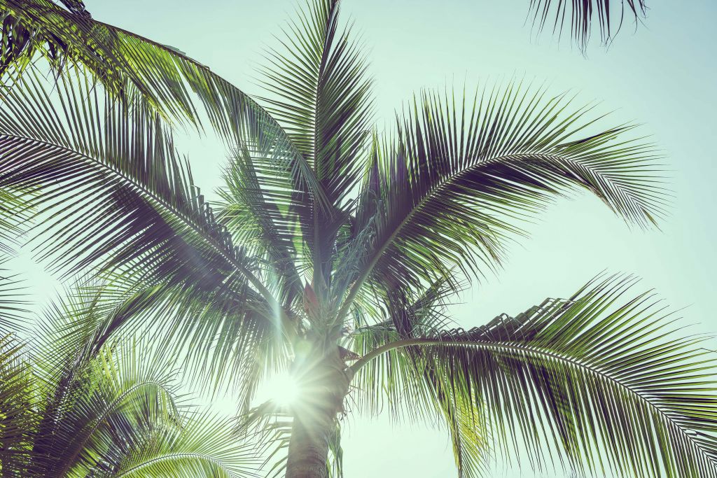 Palmbomen in de zon