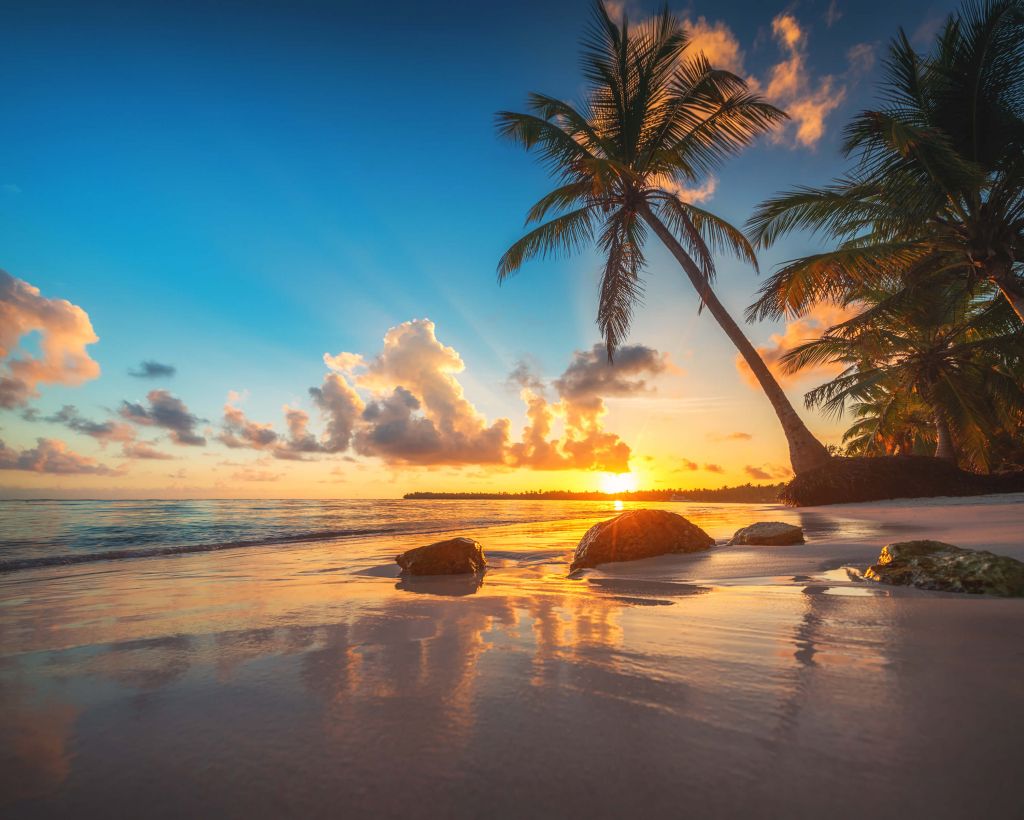 Palmbomen met zonsondergang