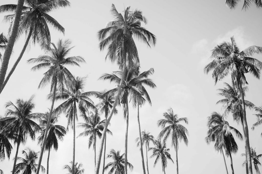 Palmbomen in zwart-wit