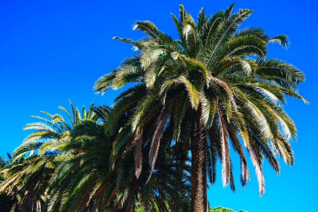 Palmbomen met heldere lucht