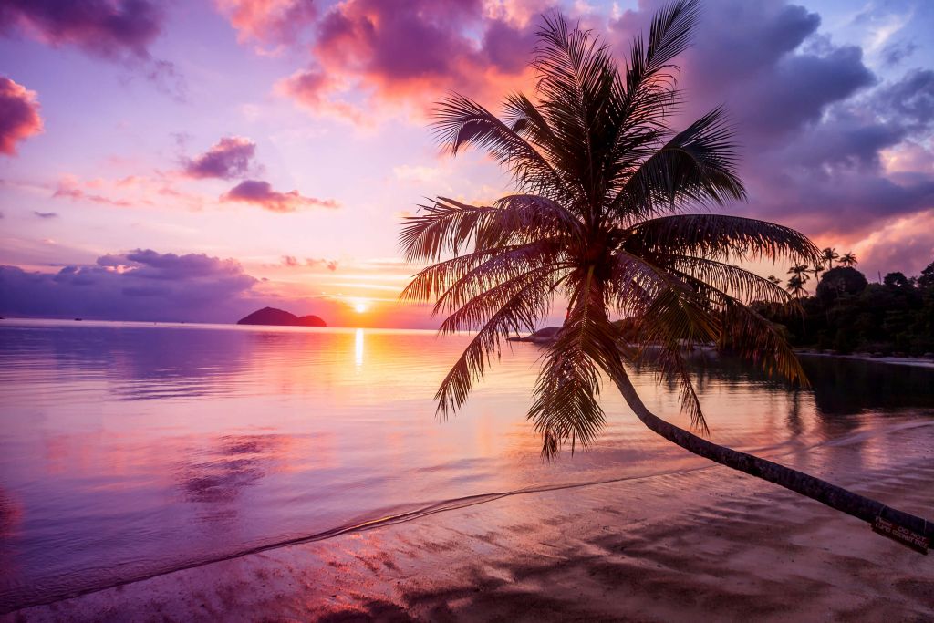 Palmboom bij een zonsondergang