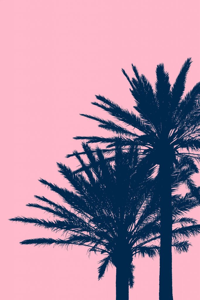 Palmbomen met roze achtergrond