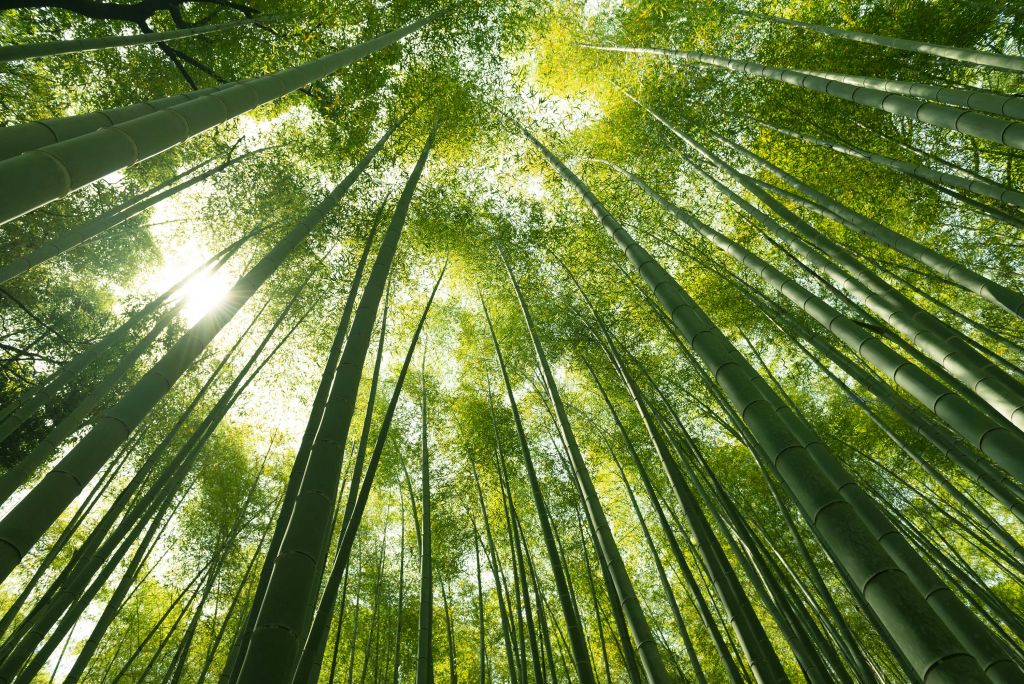Bamboebos in Japan