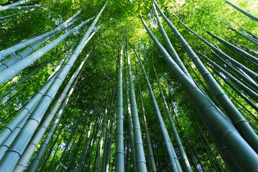 Bamboebos in Kyoto