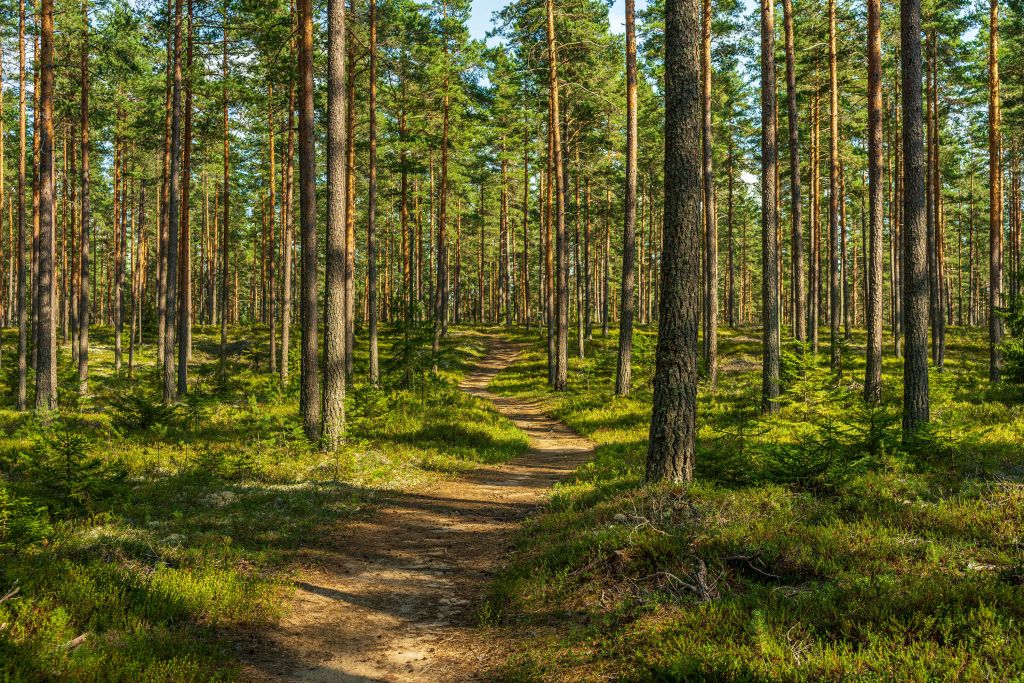 Wandelpad in dennenbos