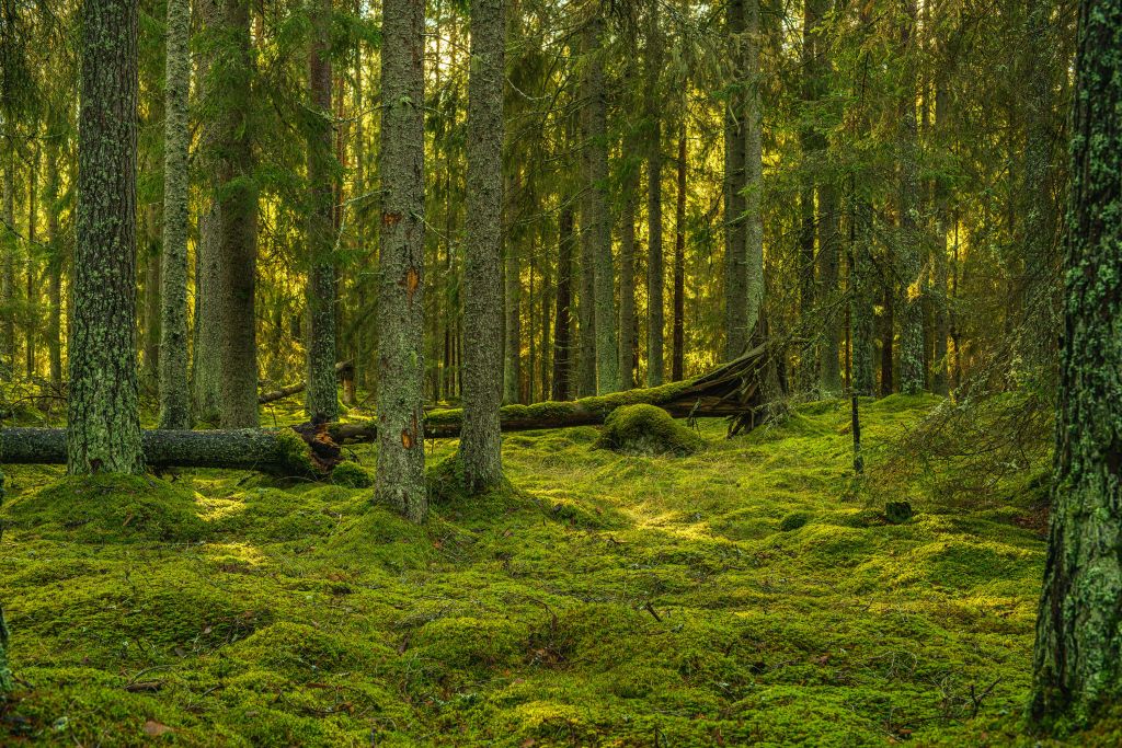 Groen dennenbos