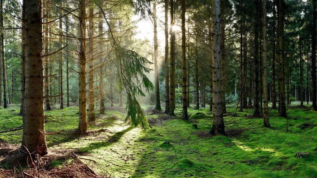 Naaldbos in de ochtendzon