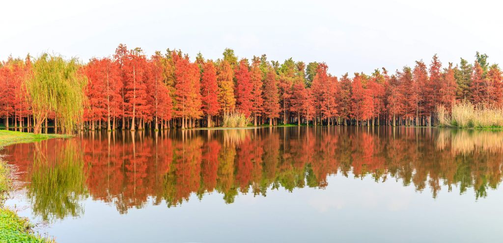 Kleurrijk boslandschap