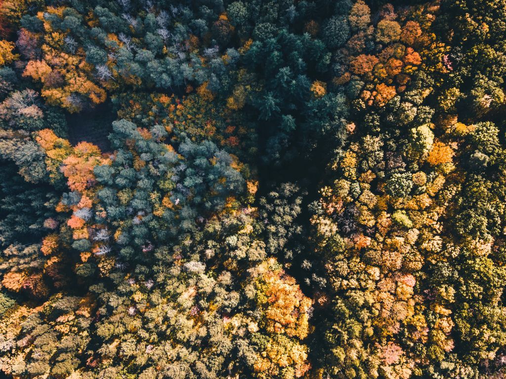 Bos van bovenaf