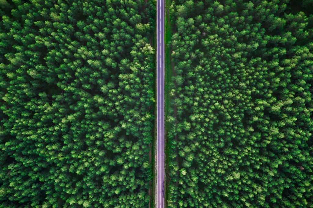 Weg in het bos